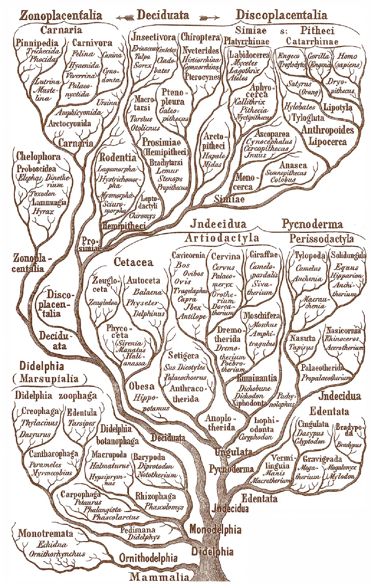 Диаграмма эволюции млекопитающих Эрнста Геккеля, 1866 г. 